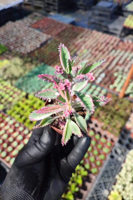 Kalanchoe pink butterflies Pembe Gözyaşı
