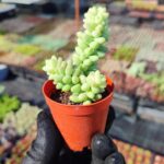 Sedum Burrito Sukulent