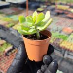 Crassula arborescens undulatifolia