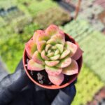 Echeveria Gilva Red Sukulent