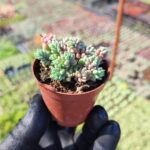 Sedum dasyphyllum minor