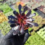 Aeonium arboreum zwartkop