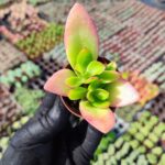 Crassula Capitella Campfire Sukulent (Kamp Ateşi)