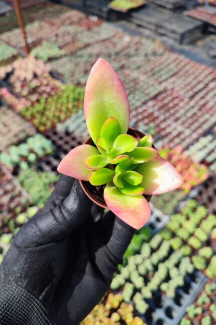 Crassula Capitella Campfire Sukulent (Kamp Ateşi)