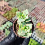 Crassula Perfossa Sukulent