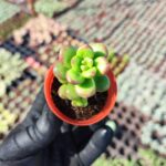 Sedum Lucidum Obesum