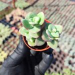 Crassula cordata