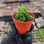 Haworthia Tortuosa
