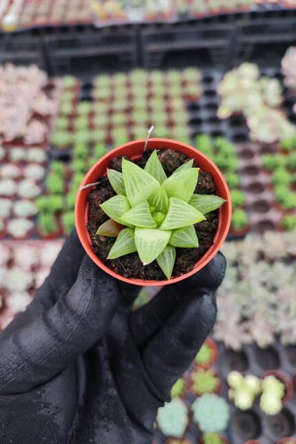 Haworthia retusa f. geraldii
