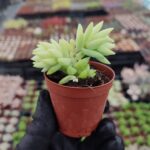 Sedum Morganium Sukulent (Sarkan Tür)