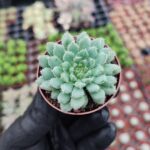 Echeveria setosa var rundelli