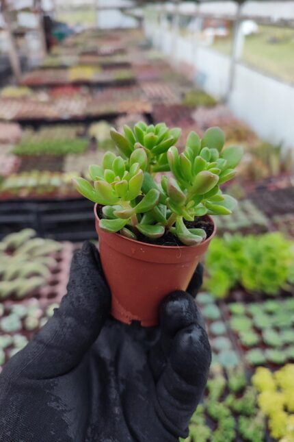 Sedum Joyce