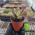 Kalanchoe Chocolate Soldier