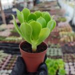 Aeonium Arboreum Sukulent