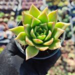 Echeveria Agavoides Aquamarine