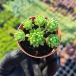 Sedum Hirsutum Ssp. Baeticum Rouy
