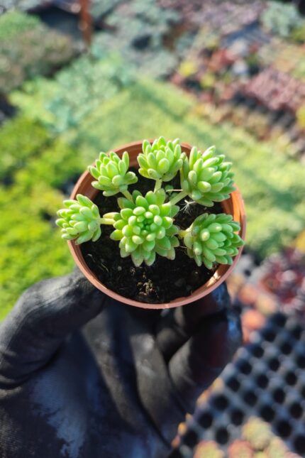 Sedum Hirsutum Ssp. Baeticum Rouy