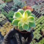 Aeonium Kiwi Sukulent