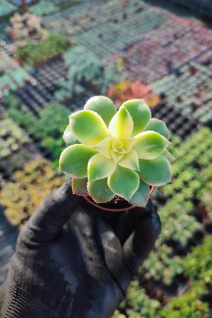 Aeonium Kiwi Sukulent