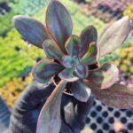 Echeveria Nodulosa Maruba