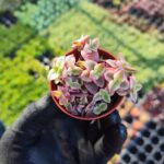 Crassula Pellucida Marginalis Variegata