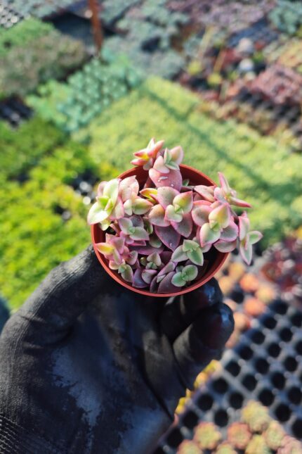 Crassula Pellucida Marginalis Variegata