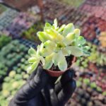 Aeonium castello variegata