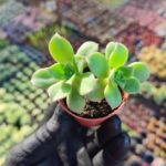 Aeonium Decorum var.Guarimarense