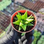Haworthia rigida sukulent