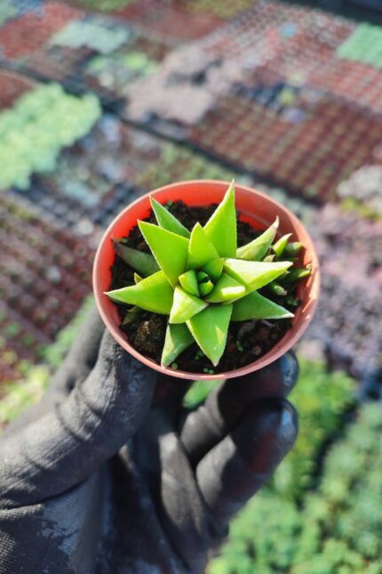 Haworthia rigida sukulent