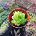 Haworthia Obtusa