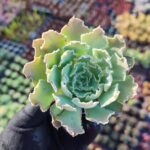 Echeveria Shaviana Sukulent