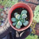 Aloinopsis Schooneesii