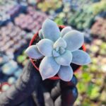 Graptopetalum Superbum
