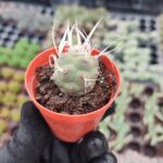 Tephrocactus Articulatus var. Papyracanthus