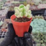 Cotyledon ladismithiensis variegata