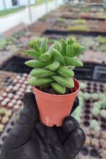 Crassula Springtime Sukulent