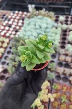 Crassula Springtime Sukulent - Görsel 2