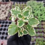Plectranthus forsteri variegata (Kokulu Bitki)