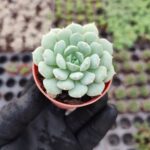 Echeveria Dondo
