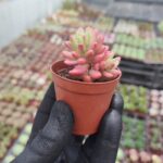 Sedum Rubrotinctum aurora