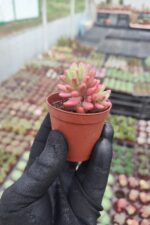 Sedum Rubrotinctum aurora