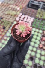 Sedum Rubrotinctum aurora - Görsel 2