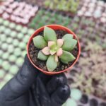 Anacampseros Telephiastrum Sunrise