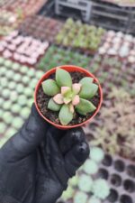 Anacampseros Telephiastrum Sunrise