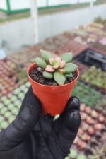 Anacampseros Telephiastrum Sunrise - Görsel 2