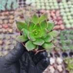 Echeveria Black Prince Sukulent