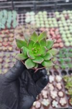 Echeveria Black Prince Sukulent