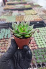 Echeveria Black Prince Sukulent - Görsel 2