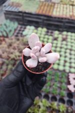 Pachyveria Glutinicaule Sukulent - Görsel 2